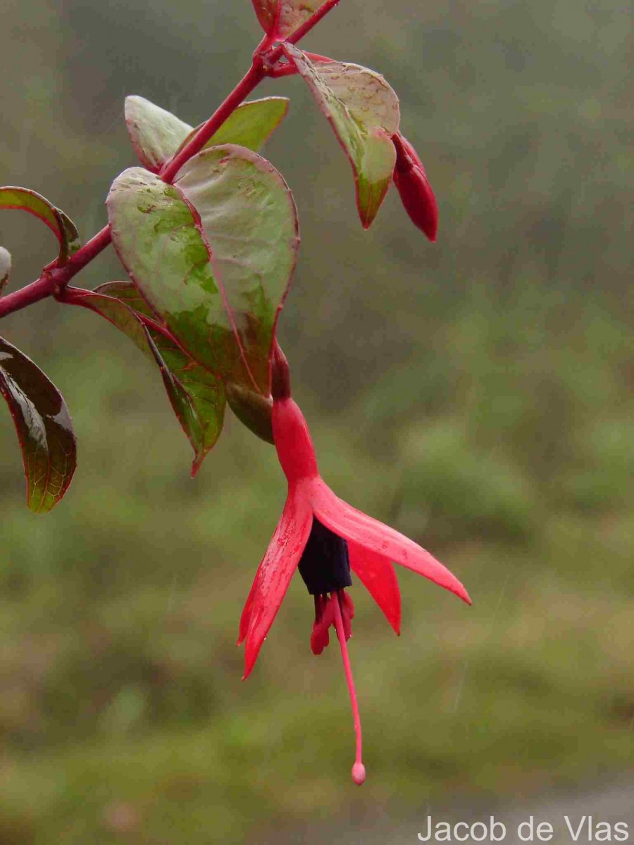 Fuchsia regia (Vand. ex Vell.) Munz